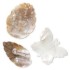 Bild von Mother-of-Pearl Shell and Blister Pearl Shell Mix x3