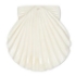 Picture of Bone (bleached) Pendant Shell 38x37mm White x1