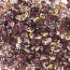 Picture of MiniDuo 2x4mm Amethyst Capri Gold x10g