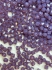 Picture of Swarovski 5328 Xilion Bead 3mm Cyclamen Opal x100