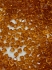 Picture of Swarovski 5328 Xilion Bead 4 mm Topaz x100