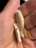 Picture of Bone Bead Turtle 28x18mm White x1