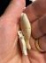 Picture of Bone Bead Fish 40x18mm Antiqued White x1