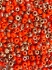 Picture of Czech 4/0 Opaque Orange Etched Capri Gold x10g