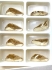 Picture of Swarovski 5590 Wing Bead 10x23mm Crystal Golden Shadow x1
