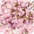Picture of Miyuki Tila Mix Assorted Sizes Queens Court x5g