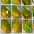 Picture of Swarovski 3230 Pear 18x10mm Fern Green Topaz Blend x1