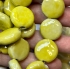 Picture of Bead, porcelain, yellow, 18-19mm puffed flat round x38cm