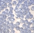 Picture of Swarovski 5000 rounds 4mm Alexandrite x20