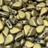 Picture of Amos® by Puca® 5x8mm Full Dorado Mat x10g