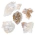 Bild von Mother-of-Pearl Shell and Blister Pearl Shell Mix x3