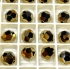 Picture of Swarovski 5000 round 8mm Crystal Dorado2X  x1